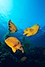 Garibaldi. San Clemente Island, California, USA. Image #01060