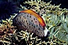 Chestnut cowrie with mantle extended, feather duster worm. Santa Cruz Island, California, USA. Image #01061