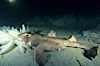 Horn shark eating opalescent squid eggs, Loligo opalescens. La Jolla, California, USA. Image #01069