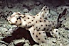 Horn shark. San Clemente Island, California, USA. Image #01071