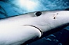 Blue shark showing ampullae of Lorenzini, eye and small portion of nictitating membrane. San Diego, California, USA. Image #01076