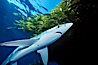 Blue shark and offshore drift kelp. San Diego, California, USA. Image #01077