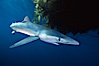 Blue shark and  offshore drift kelp. San Diego, California, USA. Image #01078
