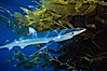 Blue shark and offshore drift kelp. San Diego, California, USA. Image #01079