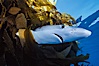 Blue shark underneath drift kelp, open ocean. San Diego, California, USA. Image #01081