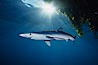 Blue shark and offshore drift kelp. San Diego, California, USA. Image #01082