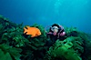 A SCUBA diver swimming over a rocky reef covered with kelp, watches a brightly colored orange garibaldi fish. San Clemente Island, California, USA. Image #01113