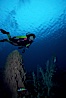 Diver and barrel sponge. Roatan, Honduras. Image #01117