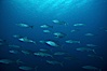 North Pacific Yellowtail. San Clemente Island, California, USA. Image #01123