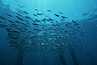 Jack mackerel schooling in kelp. San Clemente Island, California, USA. Image #01126