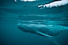 Gray whale, neonate calf with embryonic folds visible. Monterey, California, USA. Image #01129