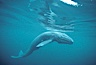 A neonate gray whale calf, born just hours before, still exhbiting embryonic folds in the skin along its side.  This baby gray whale was born in the cold waters of Big Sur, far to the north of the Mexican lagoons of Baja California where most gray whale births take place. Monterey, California, USA. Image #01135