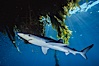 Blue shark underneath offshore drift kelp, open ocean. San Diego, California, USA. Image #01153