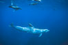 Pacific bottlenose dolphin, California sea lions. Guadalupe Island (Isla Guadalupe), Baja California, Mexico. Image #01156