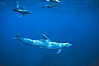 Pacific bottlenose dolphin, California sea lions. Guadalupe Island (Isla Guadalupe), Baja California, Mexico. Image #01156