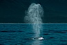 Gray whale, blow. Big Sur, California, USA. Image #01170