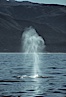 Gray whale, blow. Big Sur, California, USA. Image #01173