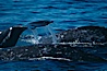 Gray whale. Monterey, California, USA. Image #01178