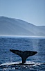 Gray whale. Big Sur, California, USA. Image #01182