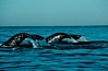 Gray whale. Monterey, California, USA. Image #01188
