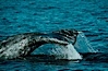 Gray whale. Monterey, California, USA. Image #01190