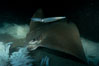 California bat ray eating squid eggs, Loligo opalescens. La Jolla, USA. Image #01243