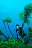 Palm kelp. Guadalupe Island (Isla Guadalupe), Baja California, Mexico. Image #01249