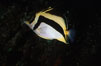 Scythe-mark butterflyfish. Guadalupe Island (Isla Guadalupe), Baja California, Mexico. Image #01252