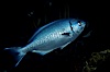 Half-moon perch school below offshore drift kelp. San Diego, California, USA. Image #01253