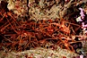 Spiny lobster, San Benito Islands. San Benito Islands (Islas San Benito), Baja California, Mexico. Image #01257