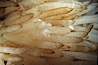 Squid eggs. La Jolla, California, USA. Image #01278