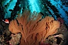 California Golden gorgonian in kelp forest. San Clemente Island, California, USA. Image #01279