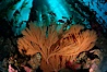 California Golden gorgonian in kelp forest. San Clemente Island, California, USA. Image #01280