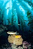 Gorgonian, garibaldi, kelp bass (calico bass) in kelp forest, San Clemente I. San Clemente Island, California, USA. Image #01284