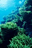 Palm kelp, Isla Afuera. Guadalupe Island (Isla Guadalupe), Baja California, Mexico. Image #01287