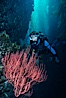 Diver and red gorgonian. San Clemente Island, California, USA. Image #01485