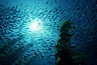 Jack mackerel and kelp. San Clemente Island, California, USA. Image #01499