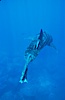 Whale shark. Darwin Island, Galapagos Islands, Ecuador. Image #01500
