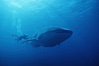 Whale shark. Darwin Island, Galapagos Islands, Ecuador. Image #01501