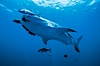 Whale shark. Darwin Island, Galapagos Islands, Ecuador. Image #01502