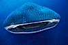 Whale shark. Darwin Island, Galapagos Islands, Ecuador. Image #01503