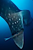 Whale shark with remora. Darwin Island, Galapagos Islands, Ecuador. Image #01504