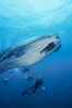 Whale shark. Darwin Island, Galapagos Islands, Ecuador. Image #01505