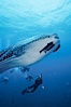 Whale shark. Darwin Island, Galapagos Islands, Ecuador. Image #01505