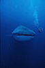 Whale shark. Darwin Island, Galapagos Islands, Ecuador. Image #01507