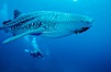 Whale shark. Darwin Island, Galapagos Islands, Ecuador. Image #01513