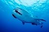 A whale shark swims through the open ocean in the Galapagos Islands.  The whale shark is the largest shark on Earth, but is harmless eating plankton and small fish. Darwin Island, Galapagos Islands, Ecuador. Image #01520