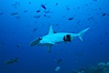 Scalloped hammerhead shark cleaned by King angelfish. Galapagos Islands, Ecuador. Image #01528