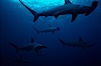 Scalloped hammerhead shark. Galapagos Islands, Ecuador. Image #01529