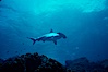 Scalloped hammerhead shark. Galapagos Islands, Ecuador. Image #01531